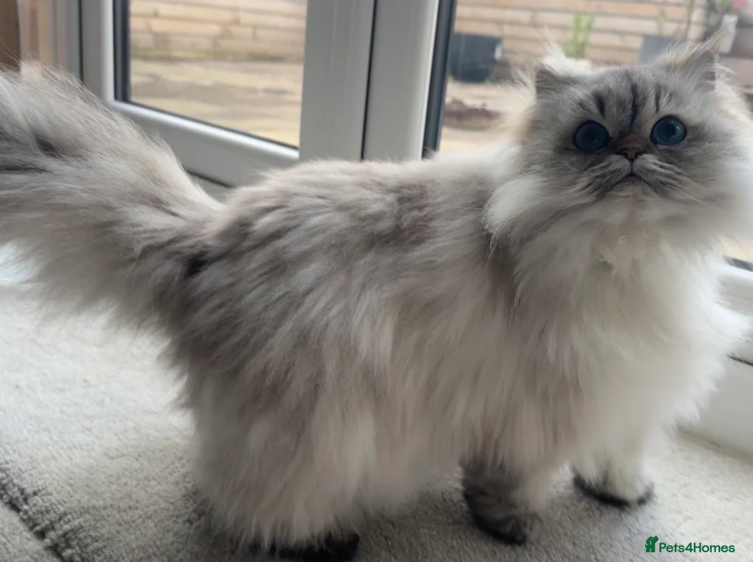 Persian cats for sale: Beautiful female persian cat  - Advert 1