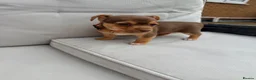 Jack Russell dogs for sale: Mini Jack Russell pups 🐶  - Advert 23