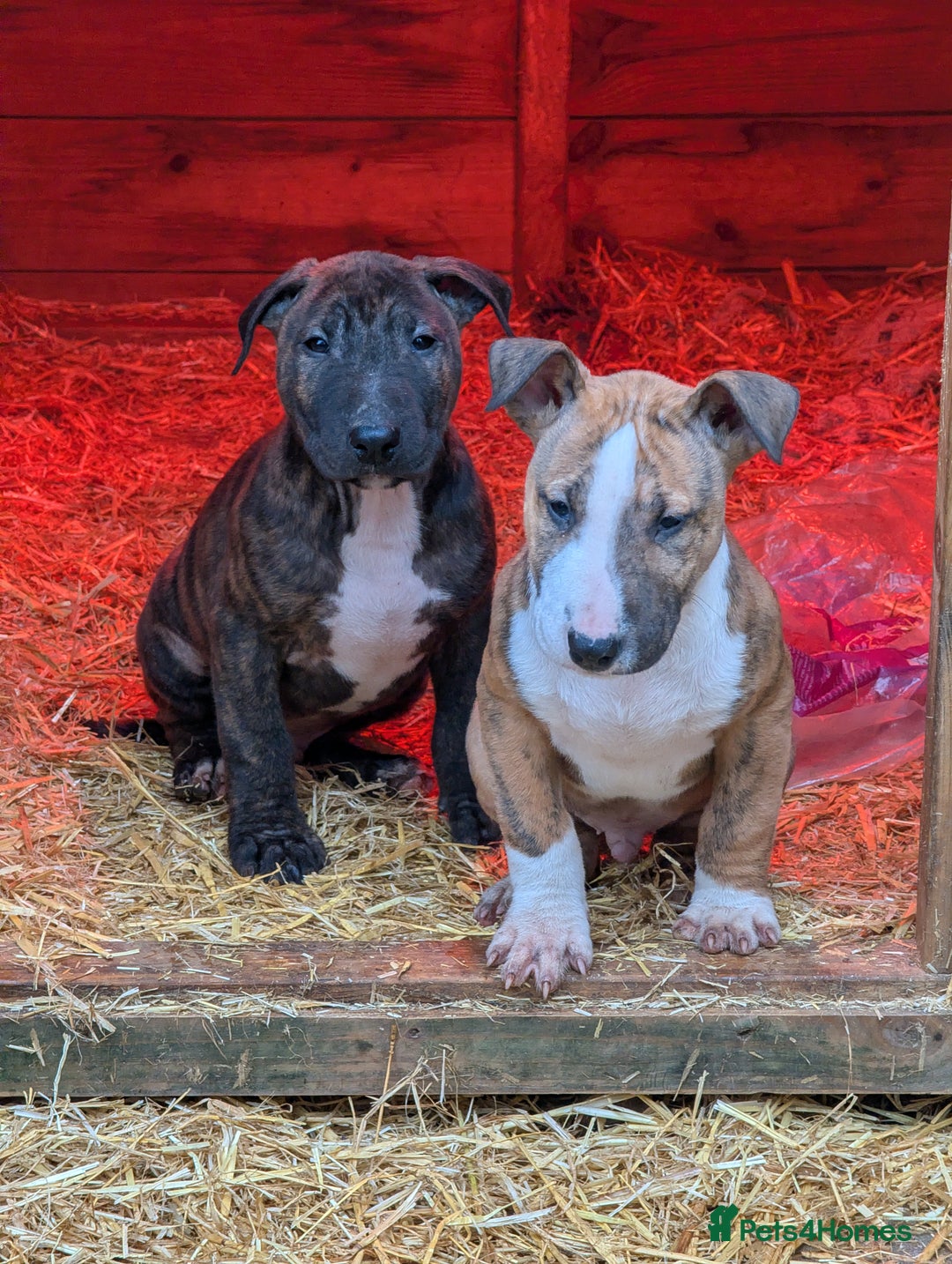 English Bull Terrier dogs for sale: Working line English bull terriers  - Advert 12