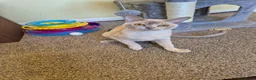 Burmese cats for sale: Beautiful Pedigree Lilac Tortie Burmese Kitten - Advert 10