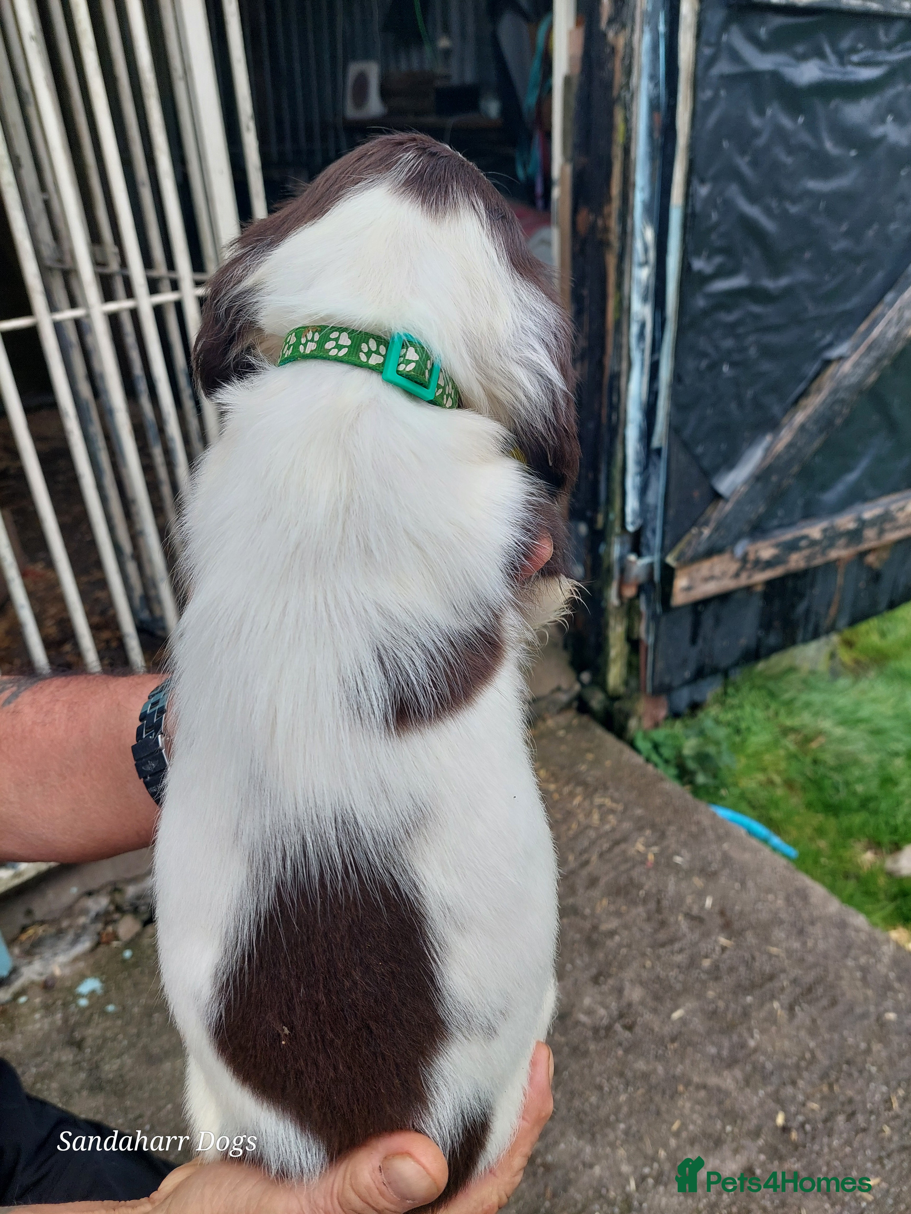 English Springer Spaniel dogs 3 Springer Boys available,work or pet. - Advert 2