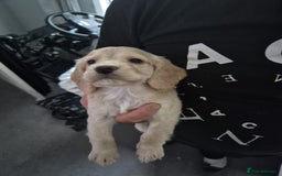 Cocker Spaniel dogs for sale: Cocker spaniel puppies - Image 3