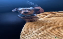 Mixed Breed dogs for sale: Miniature dorkies - Image 1