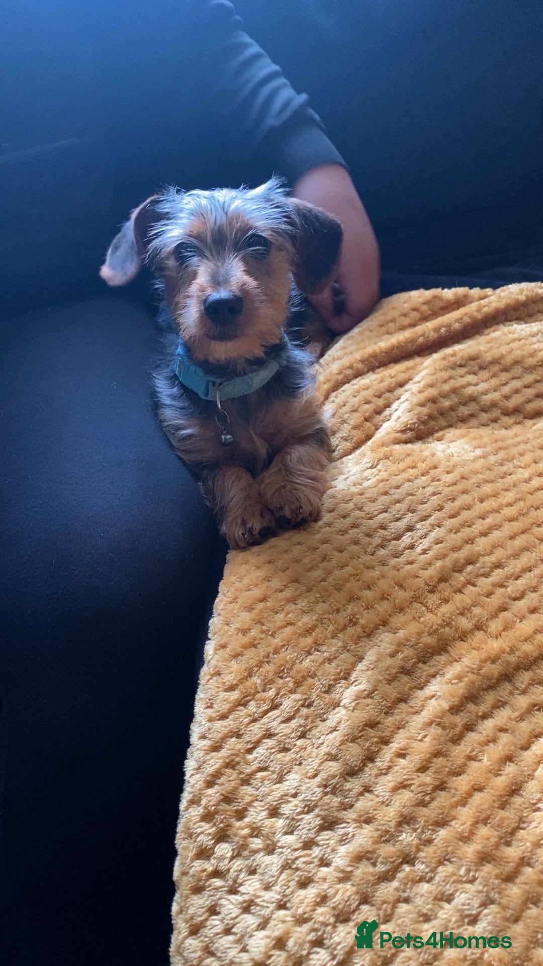 Mixed Breed dogs for sale: Miniature dorkies - Image 1