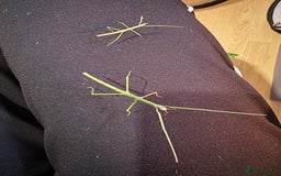 Stick Insects invertebrates for sale: Annam Stick insects - mixed sizes  - Image 3