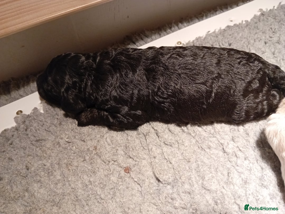 Mini Goldendoodle dogs for sale: Gorgeous Miniature Double Doodle puppies  - Advert 17