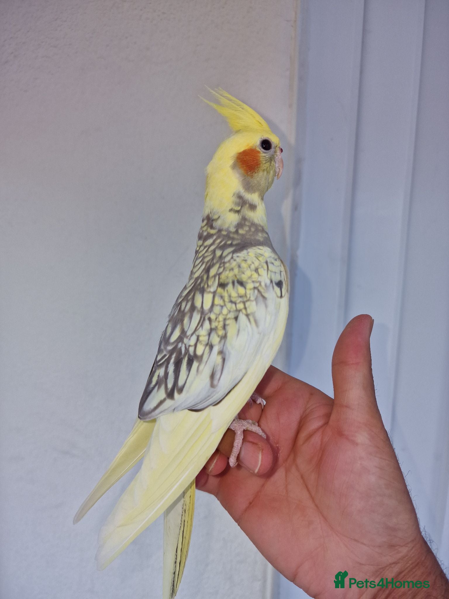Cockatiels birds Super hand tamed baby cockatiels  - Advert 15