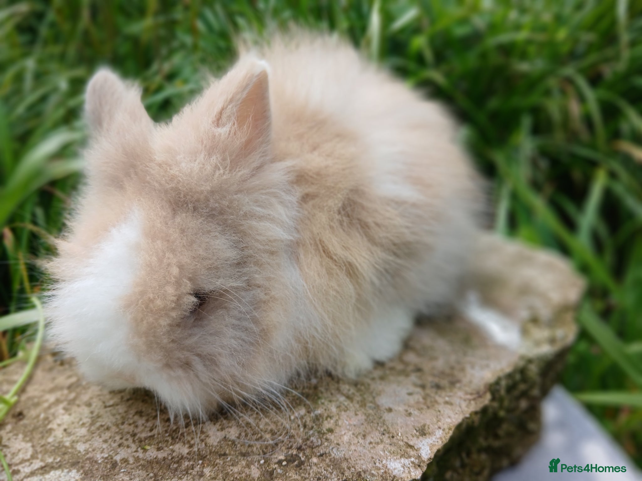 Lionhead rabbits for sale: Stunning DM Lionhead baby rabbits - Advert 12