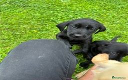 Labrador Retriever dogs for sale: Excellent KC reg-health checked home bred line - Image 16