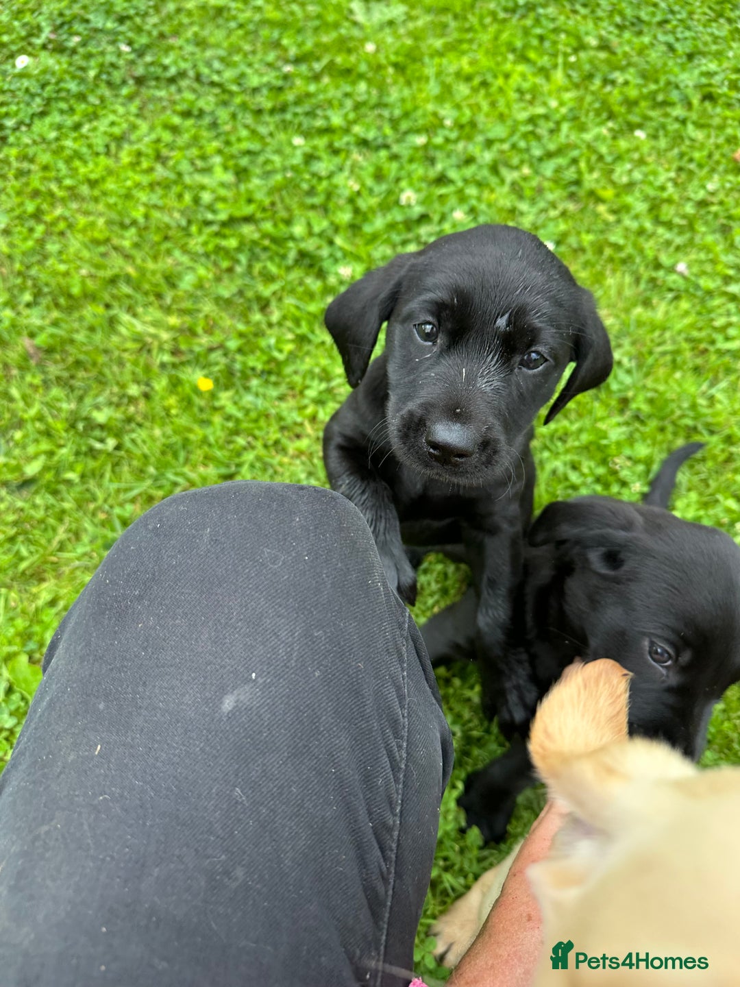 Labrador Retriever dogs for sale: Excellent KC reg-health checked home bred line - Image 16