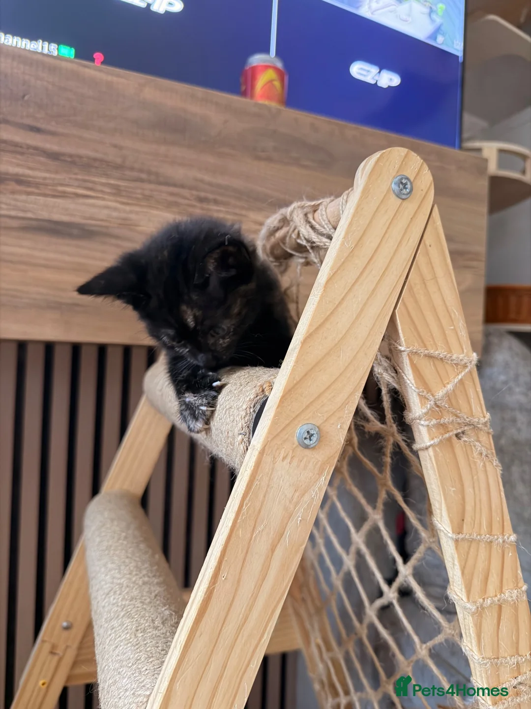 Ragdoll cats for sale: ragdoll X calico kiiten  - Advert 9