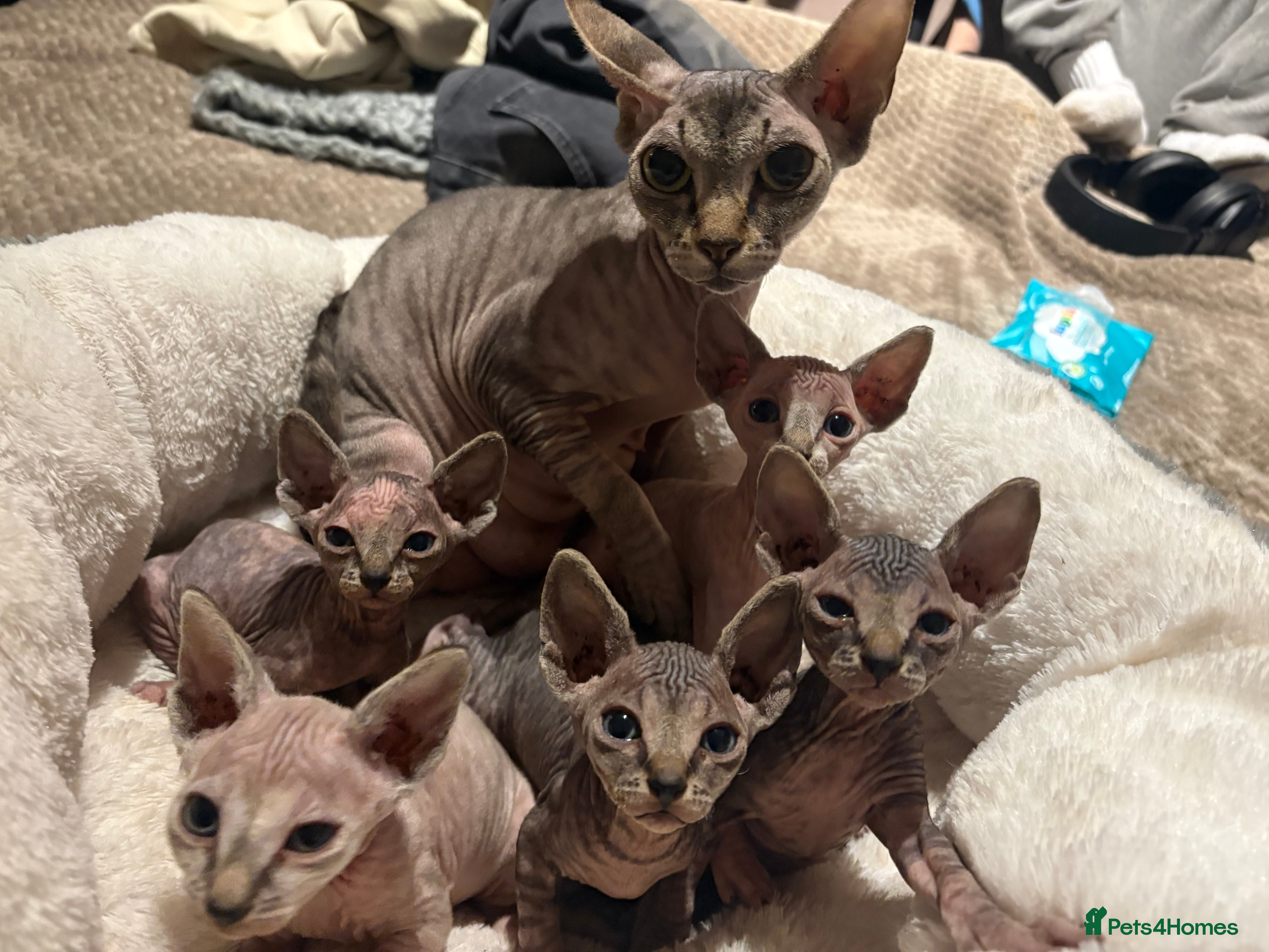 Sphynx cats Stripy Sphynx kittens - Advert 1