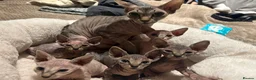 Sphynx cats for sale: Stripy Sphynx kittens - Advert 1