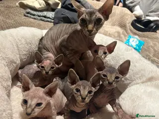 Sphynx cats Stripy Sphynx kittens - Advert 2