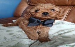 Cavapoo dogs for sale: Cavapoo puppies for sale - Image 3