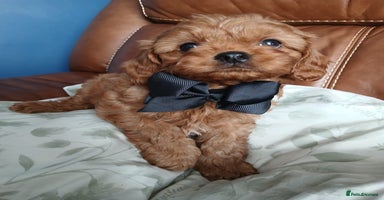 Cavapoo dogs - Advert 4