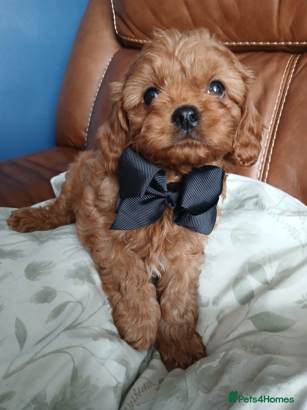 Cavapoo dogs for sale: Cavapoo puppies for sale - Image 3