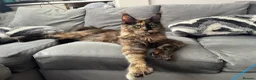 Maine Coon cats for sale: Imported polydactyl Russian Mainecoon Queen - Advert 9