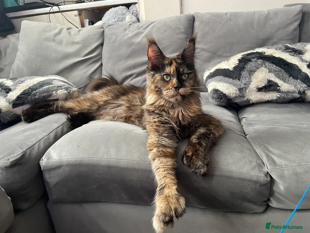 Maine Coon cats for sale: Imported polydactyl Russian Mainecoon Queen - Advert 9