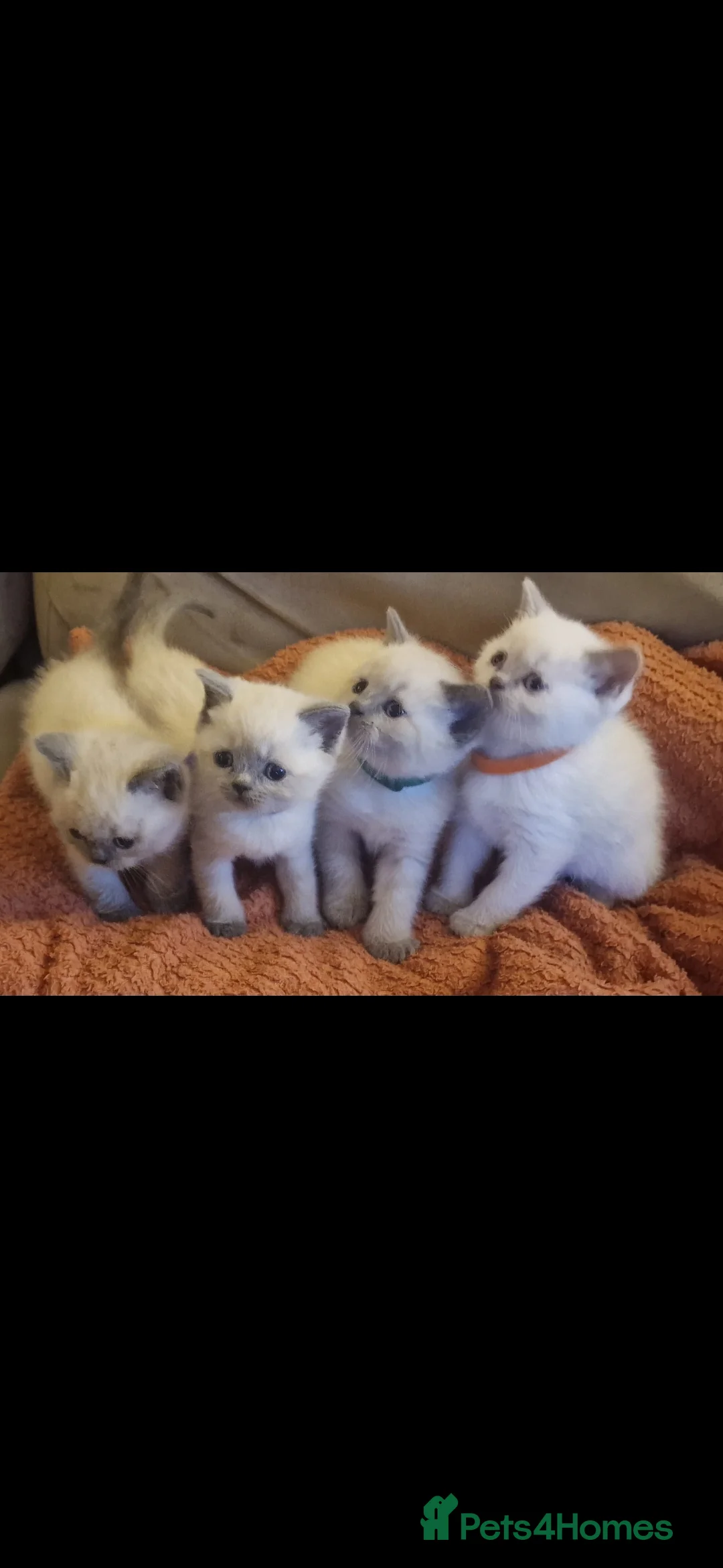 British Shorthair cats for sale: Colour point British short haired   in Derby - Advert 1