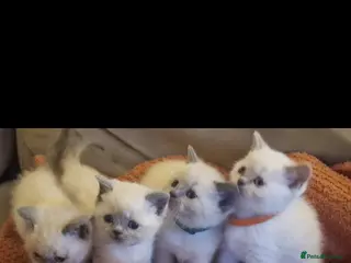 British Shorthair cats Colour point British short haired in Derby - Advert 1