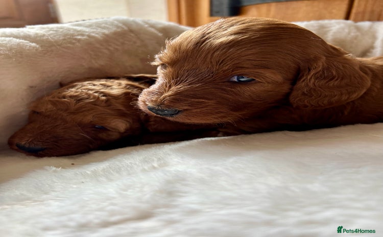 Cockapoo dogs - Advert 1