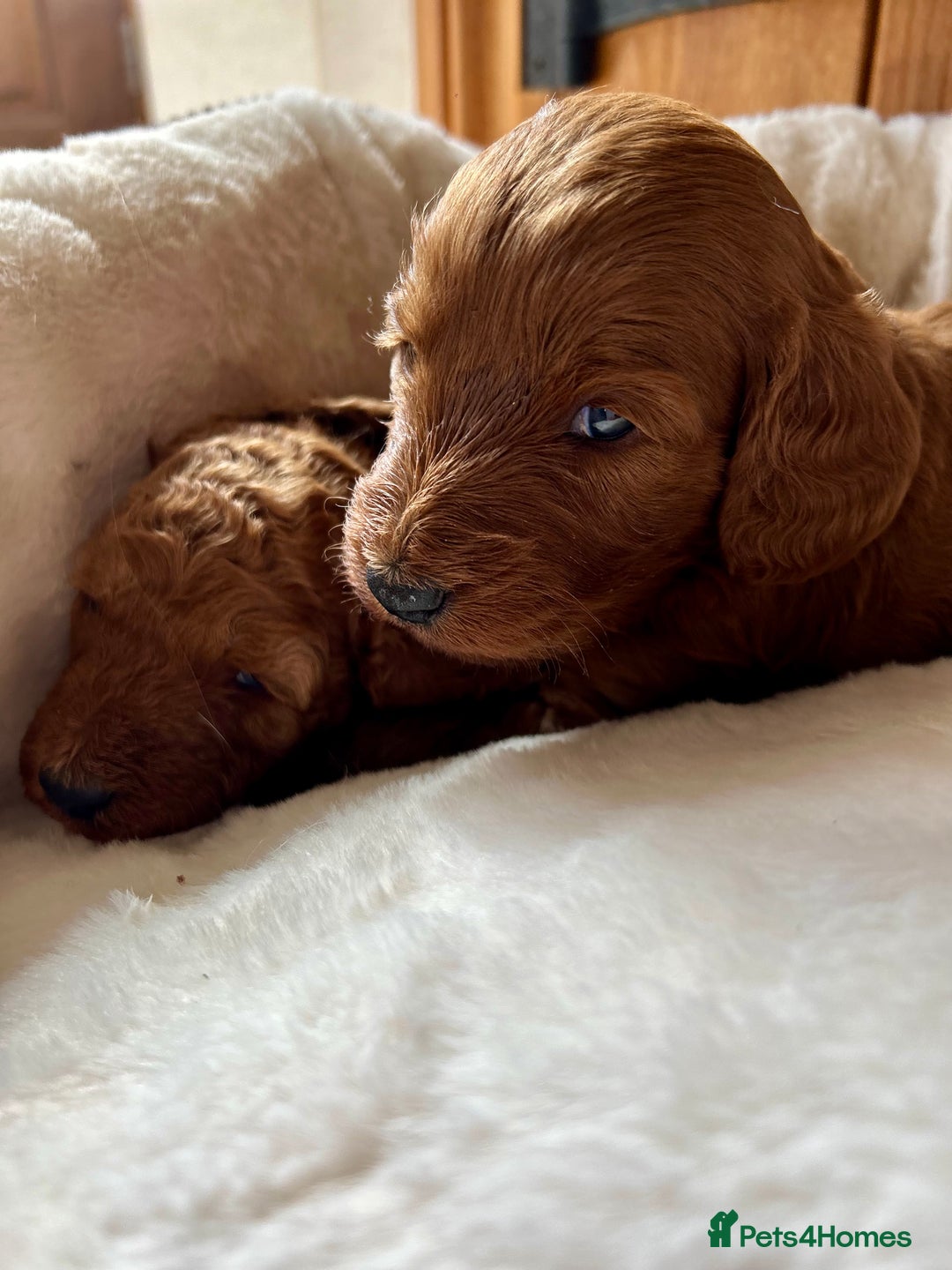 Cockapoo dogs for sale: Beautiful fox red cockapoo pups  - Image 1