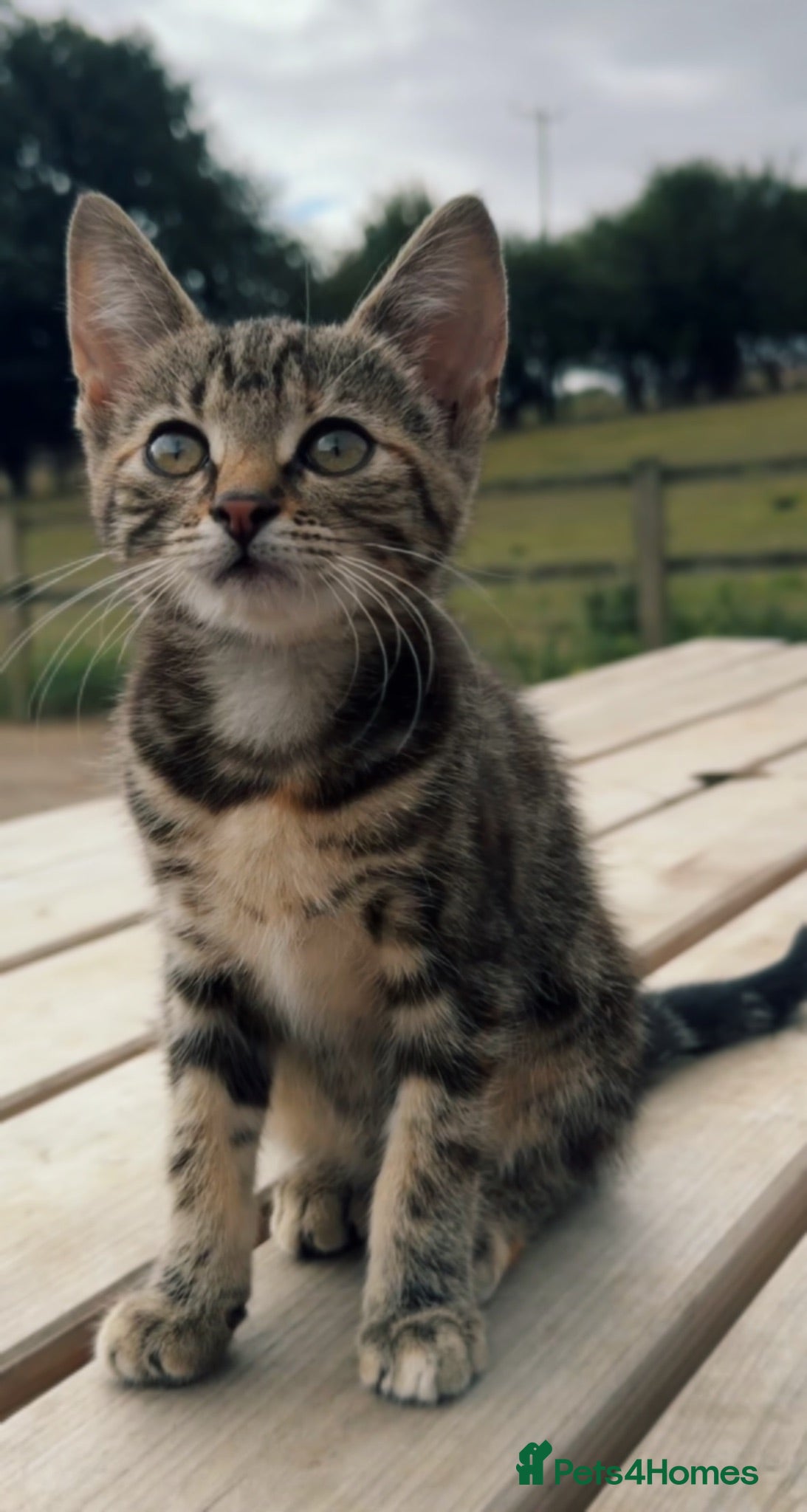 Mixed Breed cats Two Beautiful Female Kittens  - Advert 2