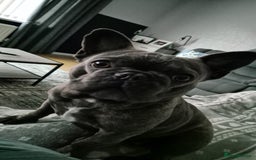 French Bulldog dogs for sale: Female frenchie (18 months old ) - Image 4
