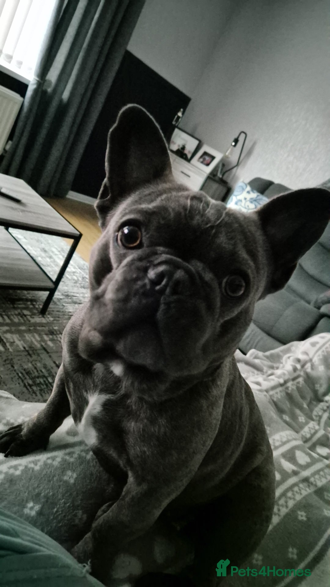 French Bulldog dogs for sale: Female frenchie (18 months old ) - Image 4