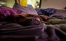 Presa Canario dogs for sale: Press Canario to rehome - Image 5