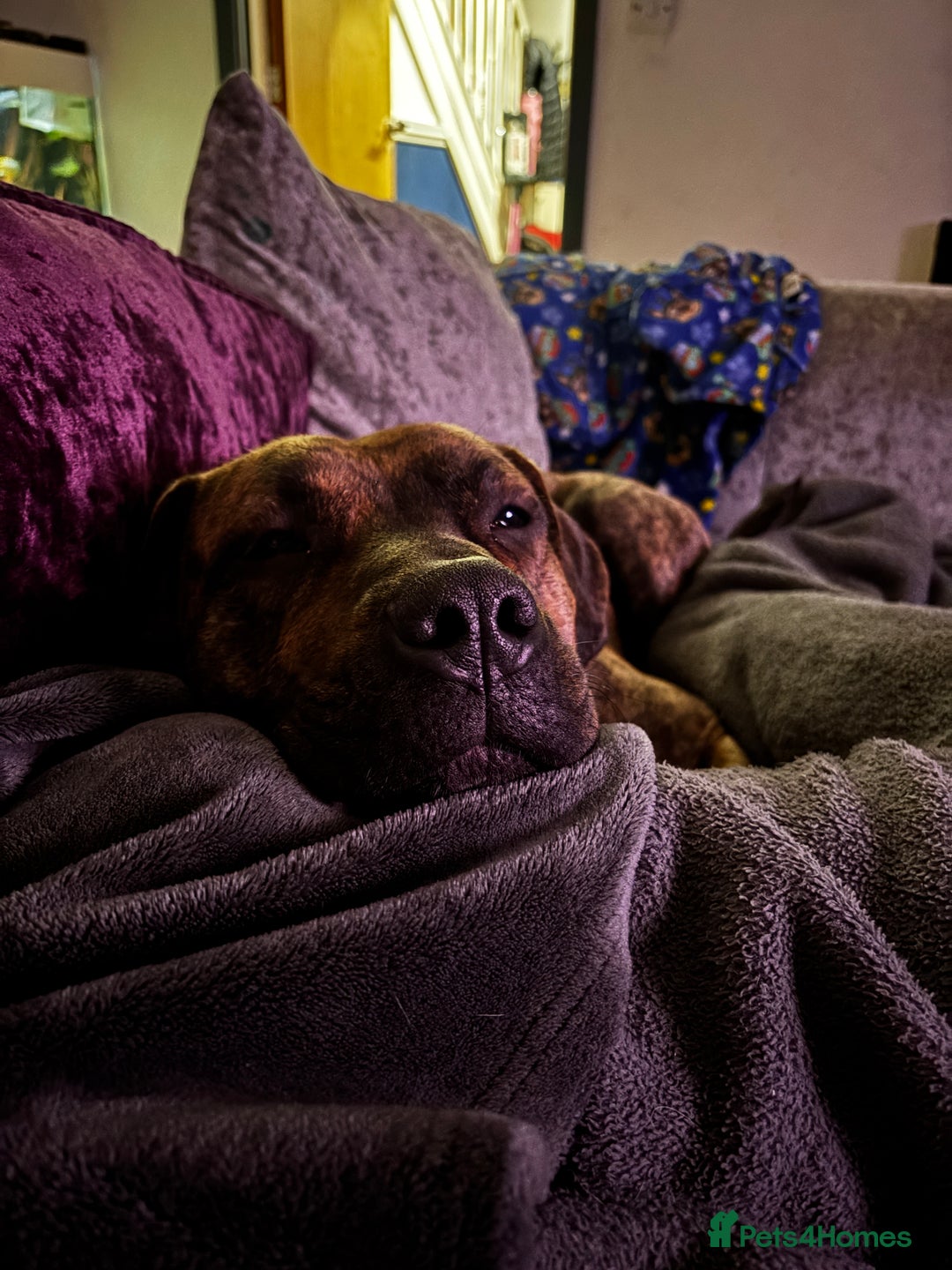 Presa Canario dogs for sale: Press Canario to rehome - Image 5