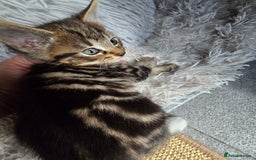 Mixed Breed cats for sale: Premium mixed breed kittens - Image 10