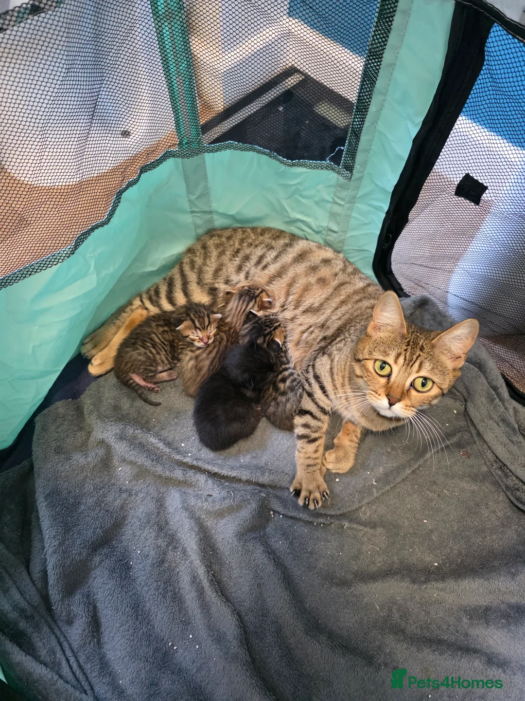 Bengal cats for sale: Quater bengal x mixed - Advert 1