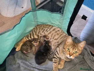 Bengal cats Quater bengal x mixed - Advert 3