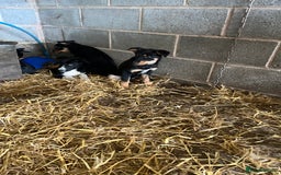 Border Collie dogs for sale: 7 gorjous border collies - Image 7