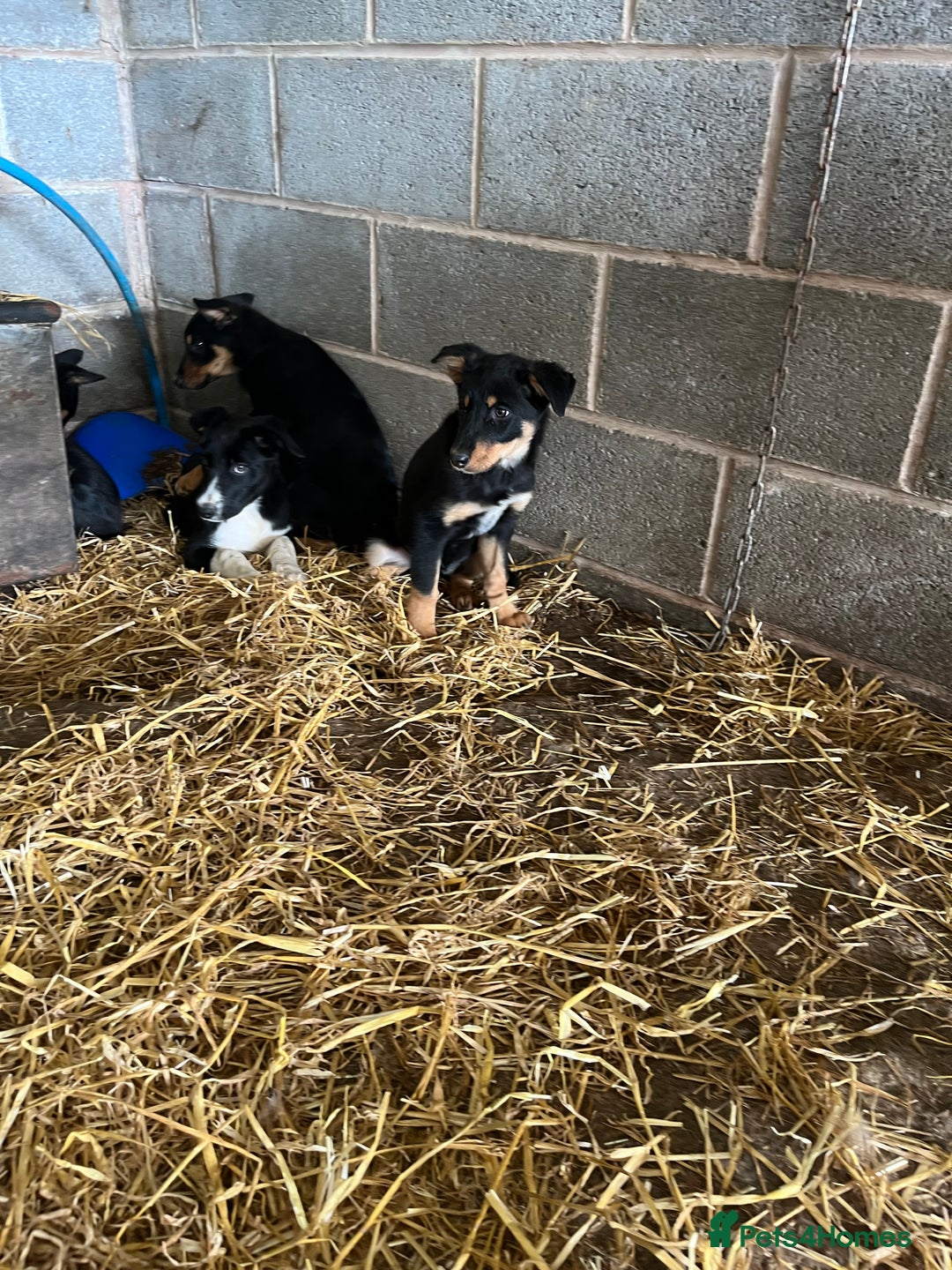 Border Collie dogs for sale: 7 gorjous border collies - Image 7