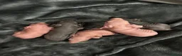 Guinea Pig rodents for sale: Male and female skinny pigs £250 per pair  in Glasgow - Advert 9