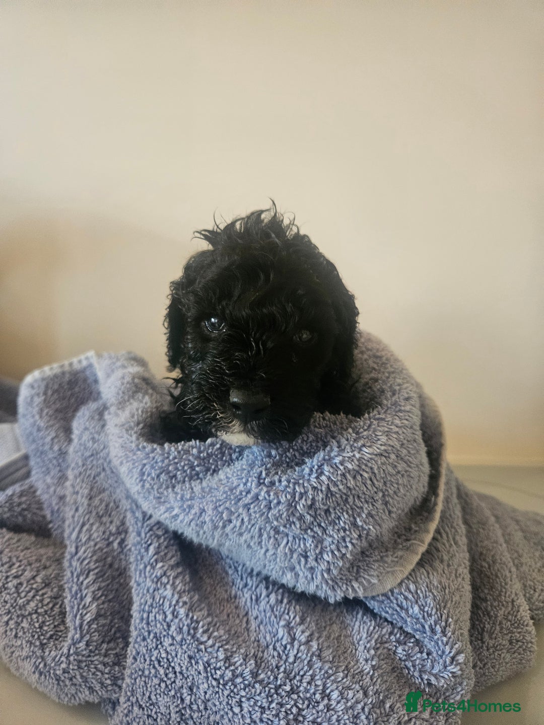 Schnoodle dogs for sale: TOY SCHNOODLE PUPPIES  - Advert 13