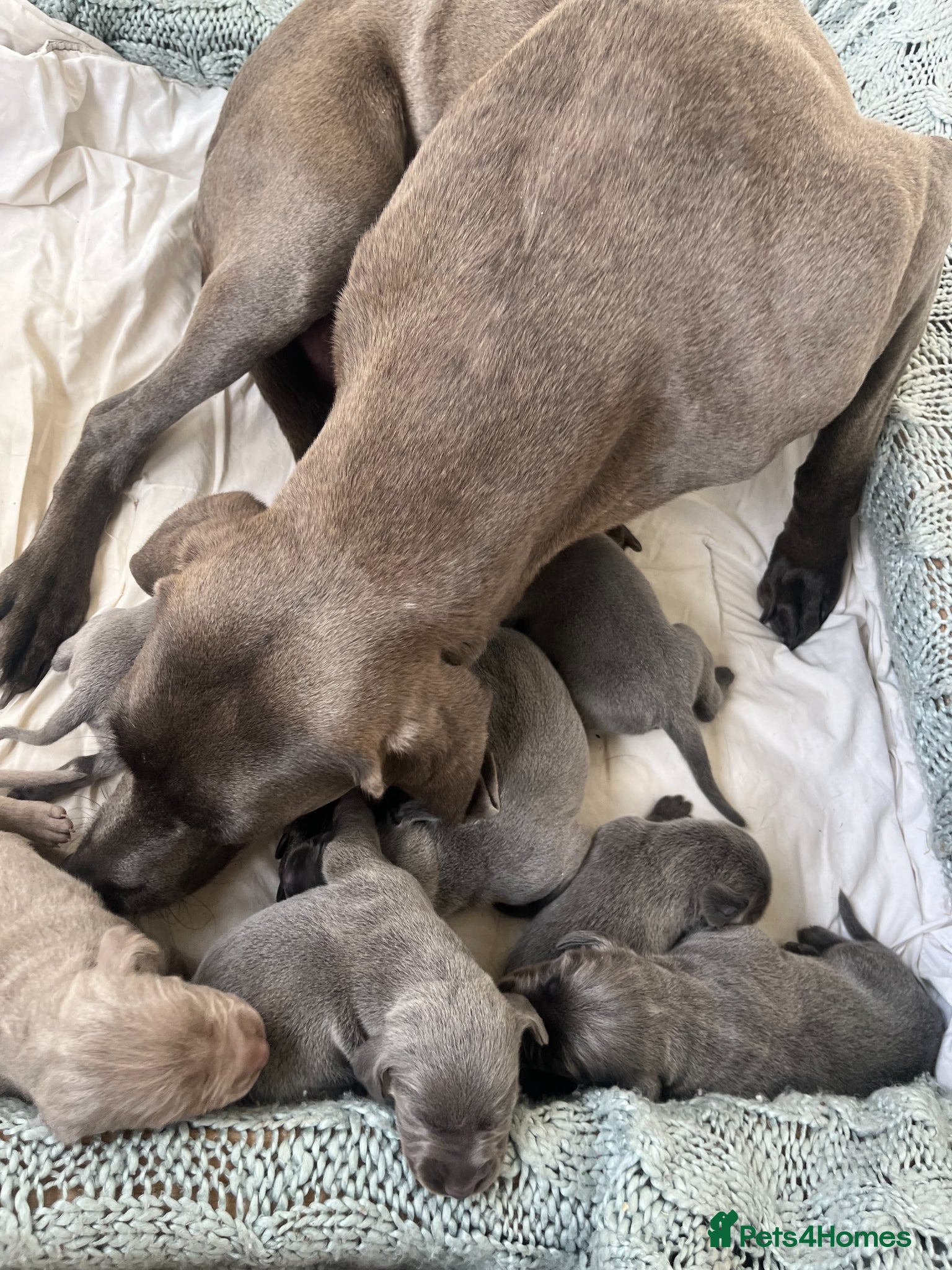 Weimaraner dogs for sale: BLUE and SILVER Purebred pups from KC reg Weims - Advert 11