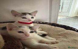 Mixed Breed cats for sale: Beautiful mixed breed kittens - Image 20