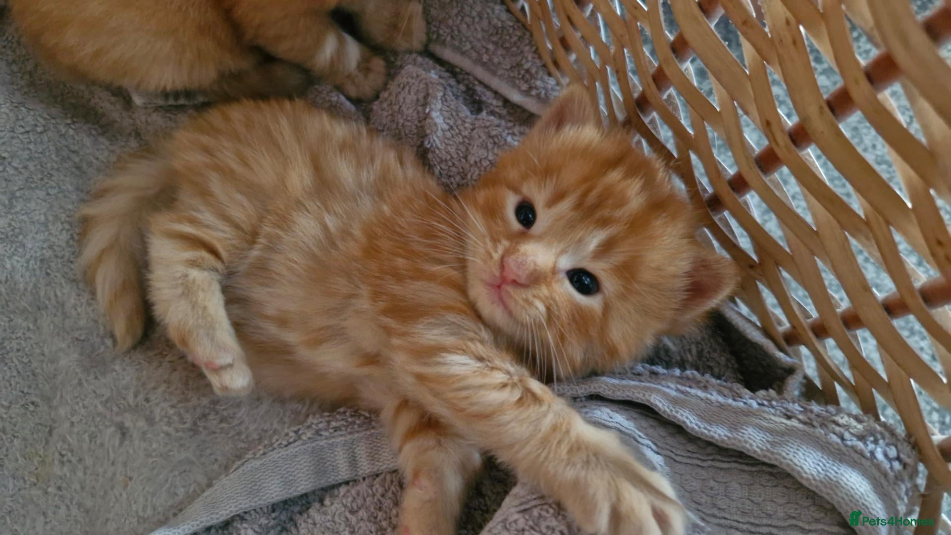 Mixed Breed cats Ginger male kittens - Advert 15