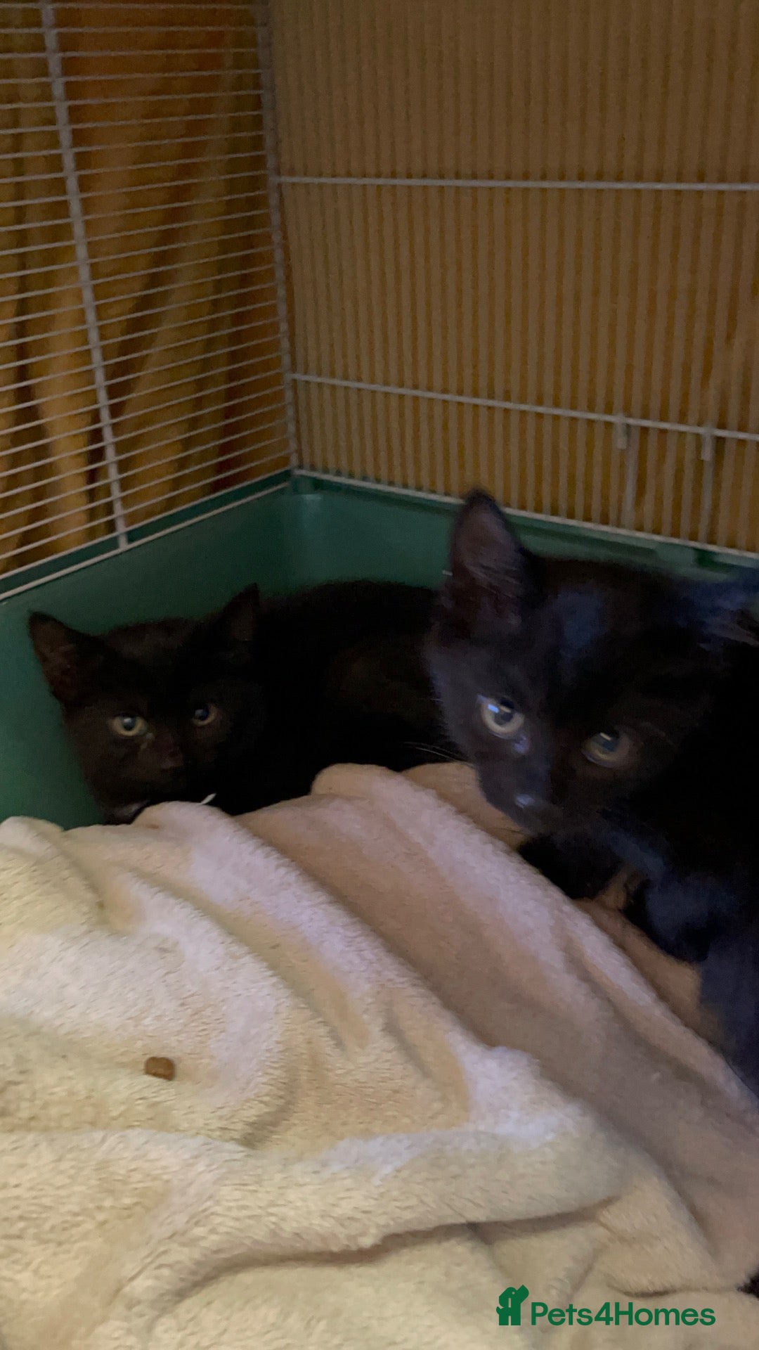 Mixed Breed cats Kittens for adoption  - Advert 4