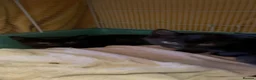 Mixed Breed cats for sale: Kittens for adoption  - Advert 1