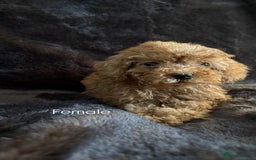 Cavapoo dogs for sale: One stunning red cavapoo male  - Image 4