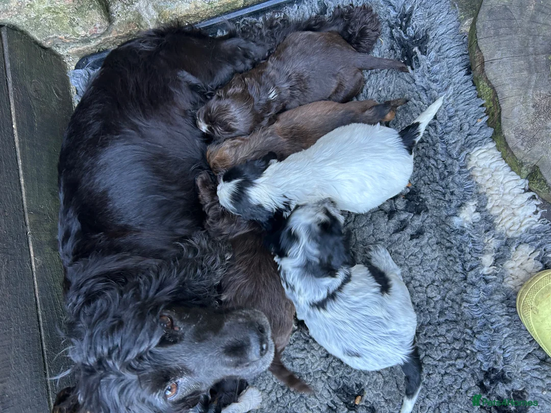 Cocker Spaniel dogs for sale: Kc reg show cockers  - Advert 1