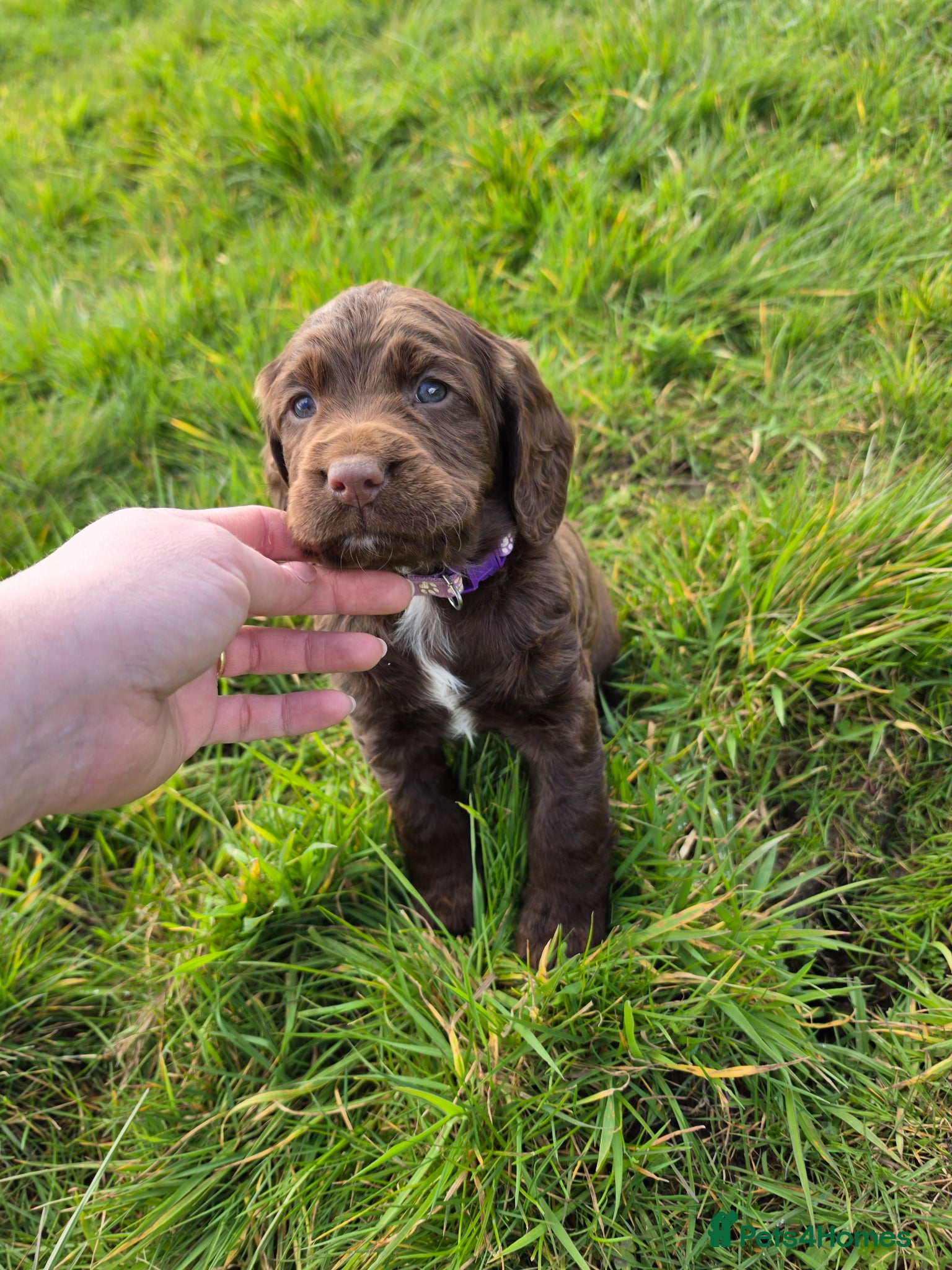 Sprocker dogs Sprocker spaniel puppies  - Advert 4