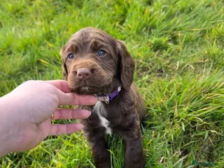 Sprocker dogs Sprocker spaniel puppies - Advert 4