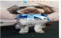 Miniature Poodle dogs for stud: Gorgeous Chocolate Merle Miniature Poodle - Image 4