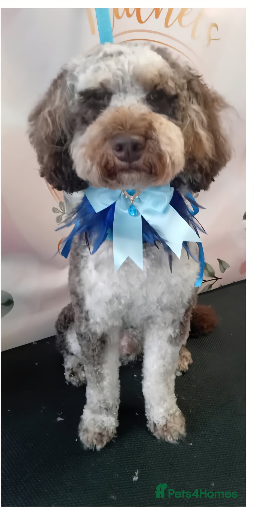 Miniature Poodle dogs for stud: Gorgeous Chocolate Merle Miniature Poodle - Image 4